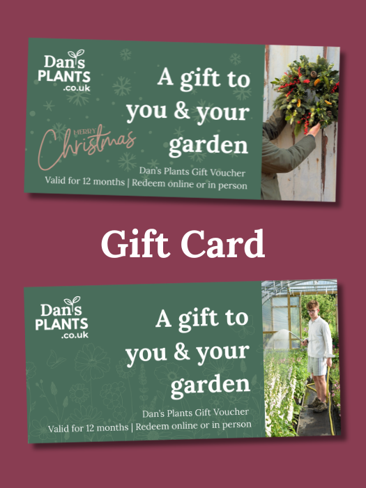 Dan's Plants Christmas Gift Card