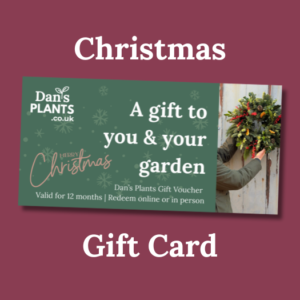 Dan's Plants Christmas Gift Card