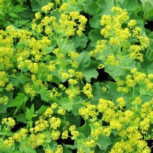 Alchemilla sericata 'Gold Strike' 