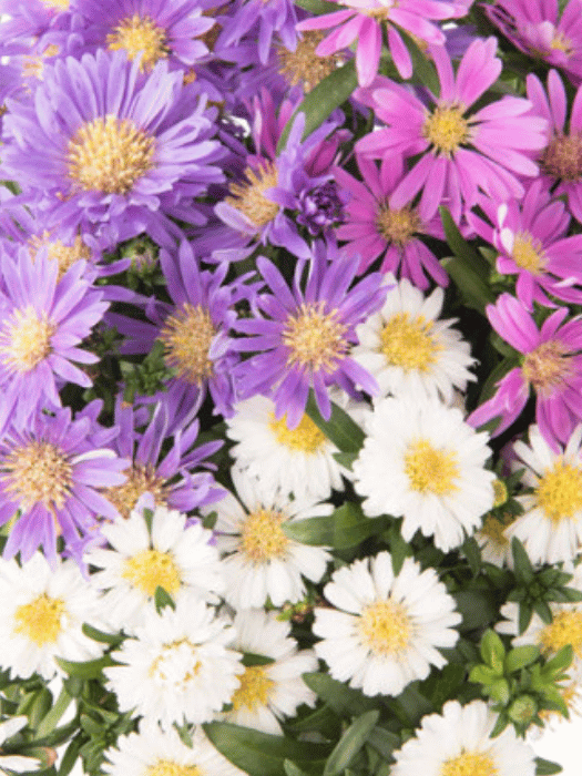 Aster 'Alpha Universe'