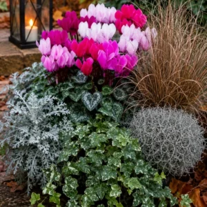 Autumn & Winter Bedding Collection by Dan's Plants