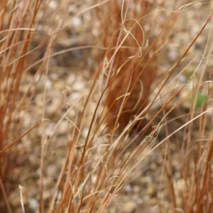 Carex 'Red Rooster'
