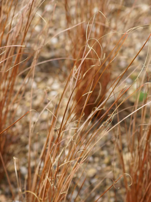 Carex 'Red Rooster'