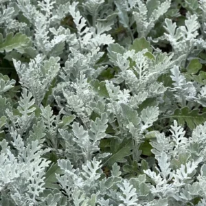 Cineraria 'Silver Dust'