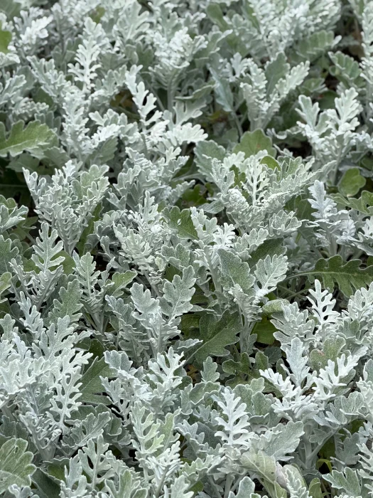 Cineraria 'Silver Dust'