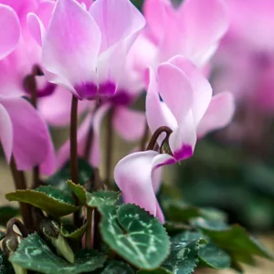 Cyclamen 'Metis Mix'