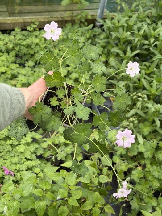 Geranium 'Dreamland' - Image 2