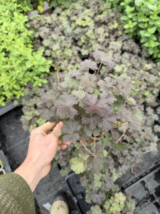 Geranium 'Dusky Rose' - Image 2