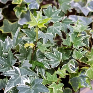 Hedera helix 'Silver'