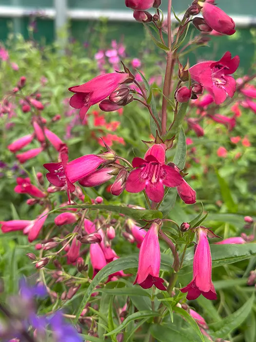 Close-up of vibrant pink penstemon flowers with tubular petals, blooming among green foliage and other blurred pink flowers in the background.