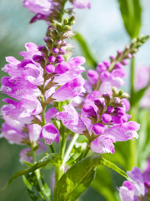 Physostegia virginiana 'Rosea'