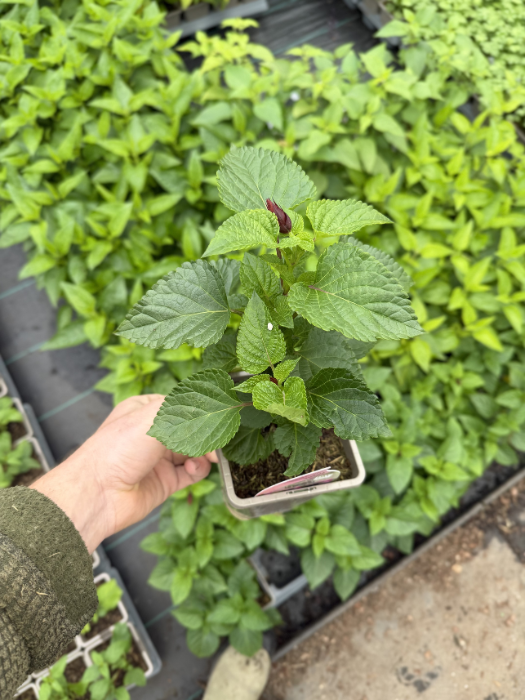 Salvia Rockin'® 'Fuchsia' - Image 2