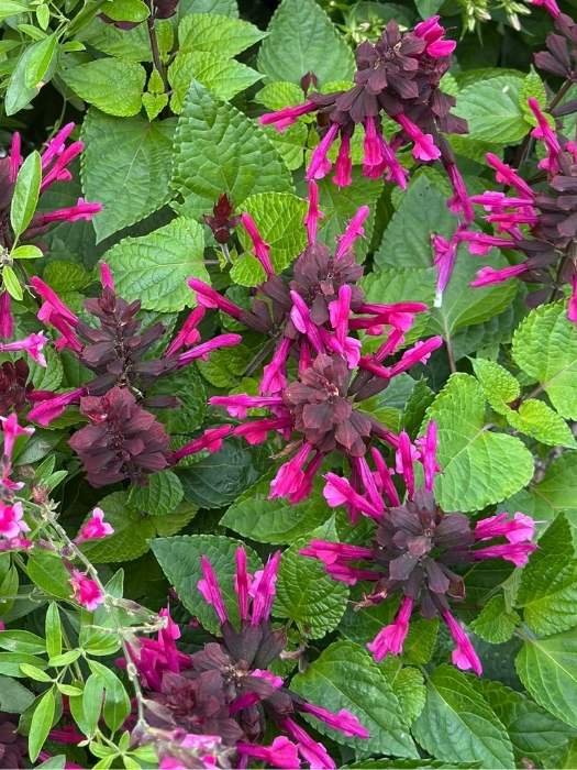 Salvia Rockin'® 'Fuchsia'