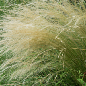 Stipa tenuissima Mexican feather grass with fine, arching green and golden foliage forming soft, flowing clumps in a garden border.