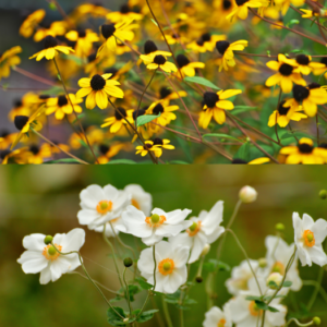 Rudbeckia Blackjack Gold and Anemone Whirlwind the perfect autumn garden combination