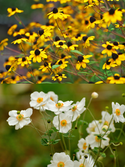 Rudbeckia Blackjack Gold and Anemone Whirlwind the perfect autumn garden combination